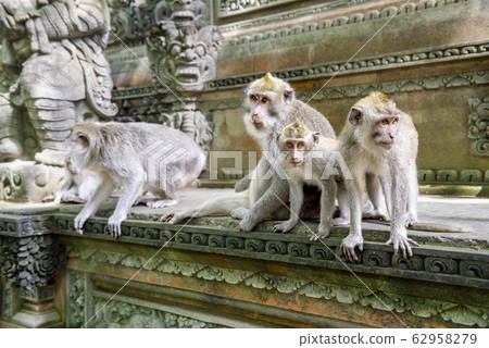 Balinese long-tailed monkey (Macaca Fascicularis) Balinese long-tailed monkey (Macaca Fascicularis) 62958279