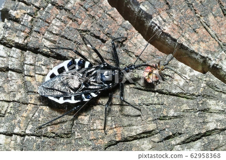 Side turtle preying on stink bug larvae Side turtle preying on stink bug larvae 62958368