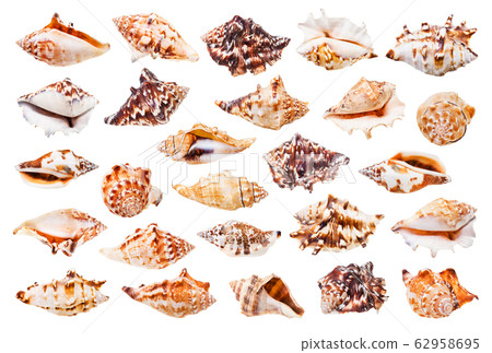 set of seashell of whelks isolated on white set of seashell of whelks isolated on white 62958695