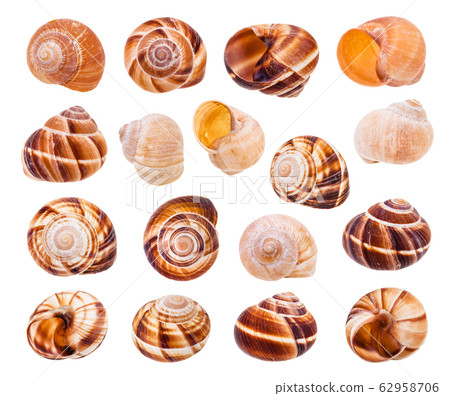 set of various shells of roman snails isolated 62958706