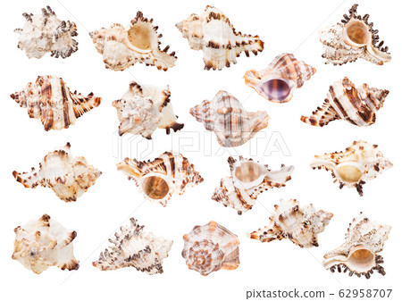 set of light shells of sea snails isolated 62958707