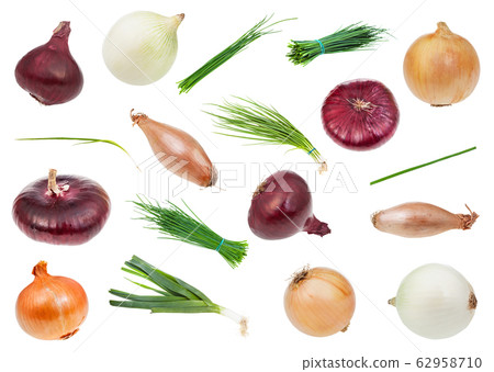 set of various onion herbs and vegetables isolated set of various onion herbs and vegetables isolated 62958710
