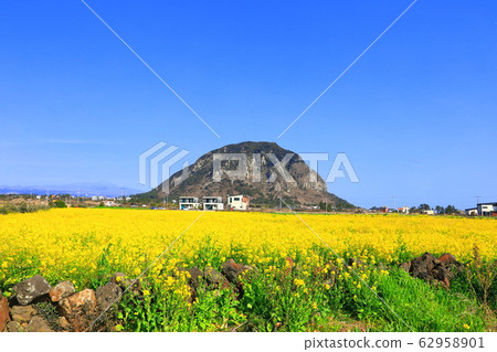 Sanbangsan Mountain, Rape Blossoms, Rural, Sanbangsan Mountain, Rape Blossoms, Rural, 62958901