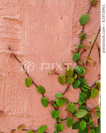 green ivy on pink wall texture background green ivy on pink wall texture background 62958961