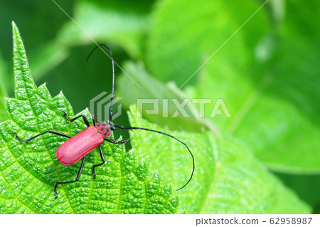 Benicamikiri 62958987