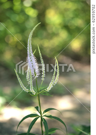 Kugaisou Kugaisou 62959782