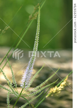 Affiliation 62959784