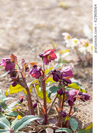 聖誕節玫瑰 聖誕節玫瑰 62960064