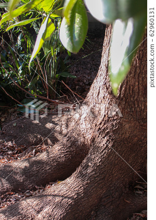 Green Green 62960131