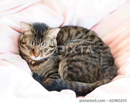 Domestic cat taking a nap Domestic cat taking a nap 62960205