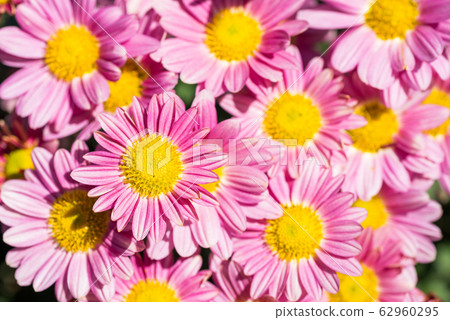 紅色紫色菊花花 62960295