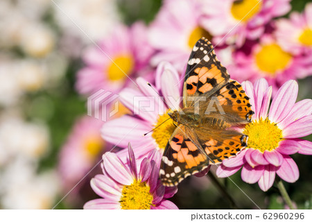 The female of the black-backed fritillary that came to the red-purple chrysanthemum flower 62960296