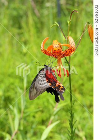 Swallowtail butterfly sucking the honey of Kooni lily 62961032