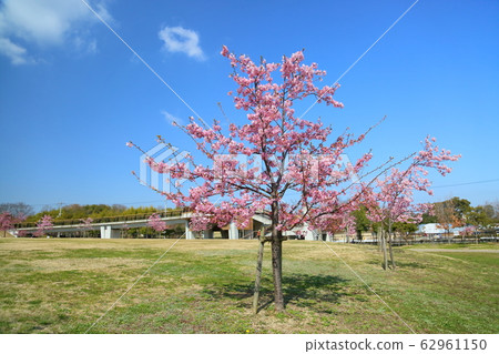 河津櫻花盛開 62961150