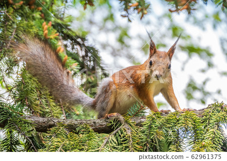 The squirrel sits on a fir branches in the spring or autumn 62961375