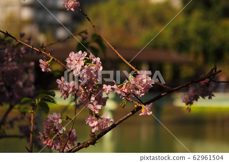 櫻花 新竹麗池公園 62961504