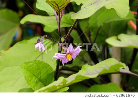 Eggplant flower 62961670