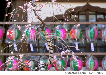Noduda Yakushido's weeping plum 62962077