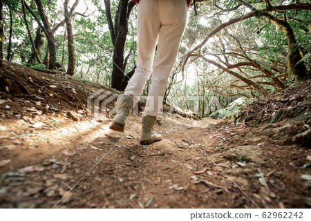 Woman trekking on the forest footpath Woman trekking on the forest footpath 62962242