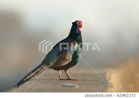 pheasant  62962275