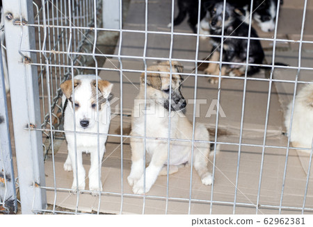 beautiful white puppies in the shelter house, 62962381