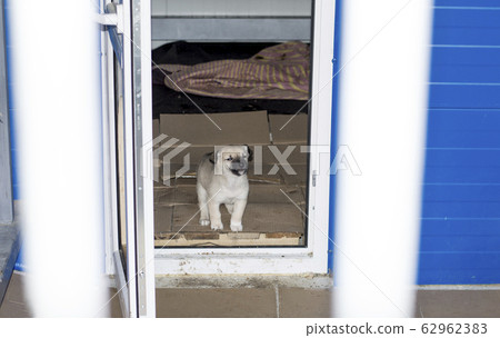 beautiful puppy peeking out of the house in the 62962383