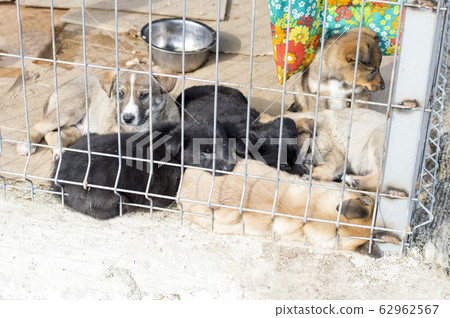 puppies in a pile resting in the shelter 62962567