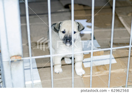 beautiful little puppy in city shelter beautiful little puppy in city shelter 62962568