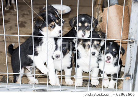 beautiful puppies look through the steel bars of 62962606