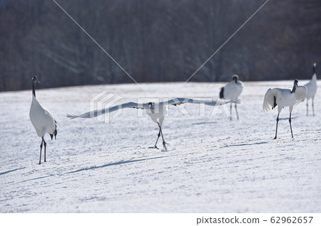 Displacement of crane (Hokkaido, Tsurui) 62962657