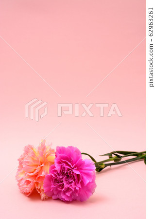 Carnation  62963261