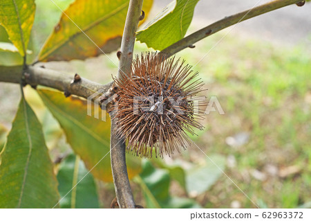 沼澤山龍眼花 沼澤山龍眼花 62963372