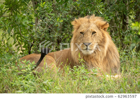 Male lion lies in bushes flicking tail 62963597