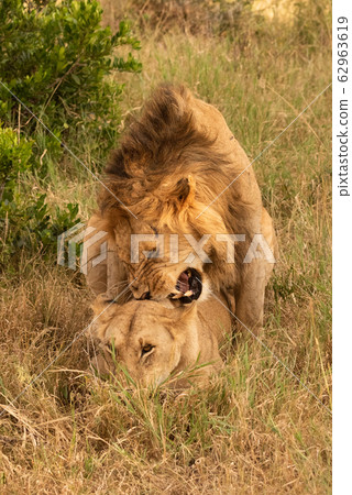 Male lion growling while mating with female 62963619