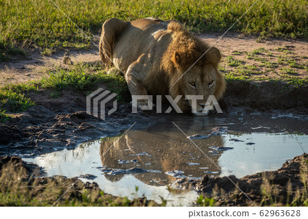 Male lion drinks from pool showing reflection Male lion drinks from pool showing reflection 62963628