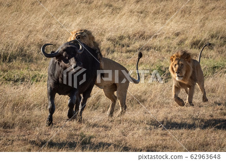Male lion attacks Cape buffalo with another 62963648