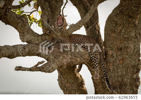 Male leopard yawns widely while straddling branch Male leopard yawns widely while straddling branch 62963655
