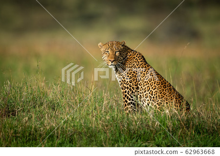 Male leopard sits watching camera in grass Male leopard sits watching camera in grass 62963668