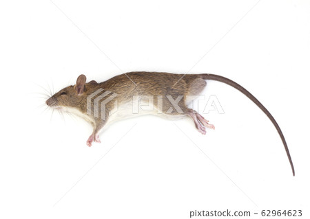 dead rat isolated on white background, 62964623