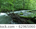 《Oirase Stream》 Towada City, Aomori Prefecture 62965060