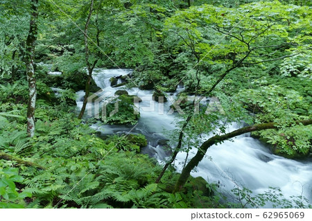 《Oirase Stream》 Towada City, Aomori Prefecture 《Oirase Stream》 Towada City, Aomori Prefecture 62965069