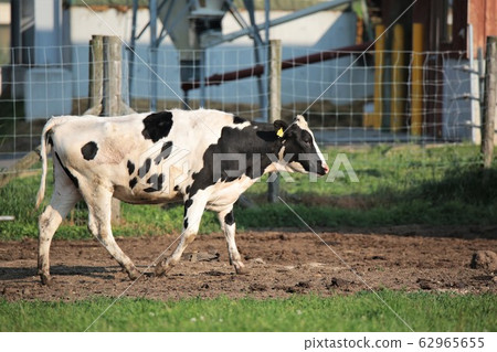 Holstein cattle 62965655