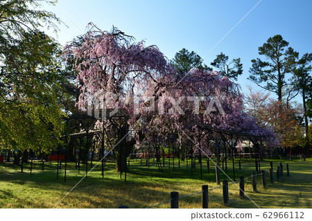 Kamigamo Shrine的櫻花 Kamigamo Shrine的櫻花 62966112