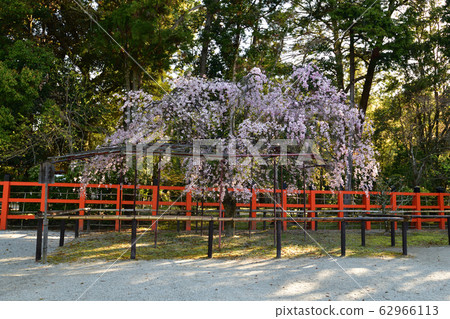 Kamigamo Shrine的櫻花 62966113