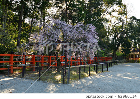 Kamigamo Shrine的櫻花 Kamigamo Shrine的櫻花 62966114