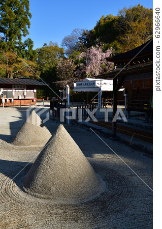 Cherry blossoms at Kamigamo Shrine 62966640