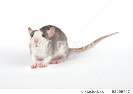 Funny young rat full length isolated on white. Funny young rat full length isolated on white. 62966767