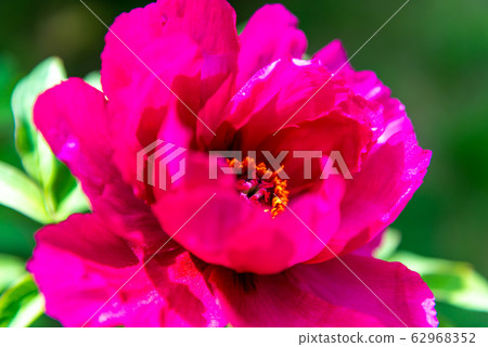 牡丹花,春天的花朵 牡丹花,春天的花朵 62968352
