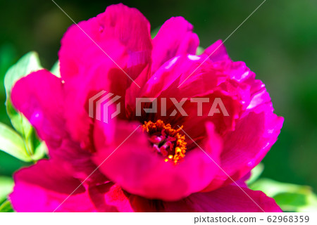 牡丹花,春天的花朵 牡丹花,春天的花朵 62968359