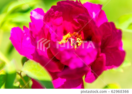 牡丹花,春天的花朵 牡丹花,春天的花朵 62968366